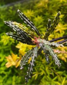 Bucephalandra red velvet ADET
