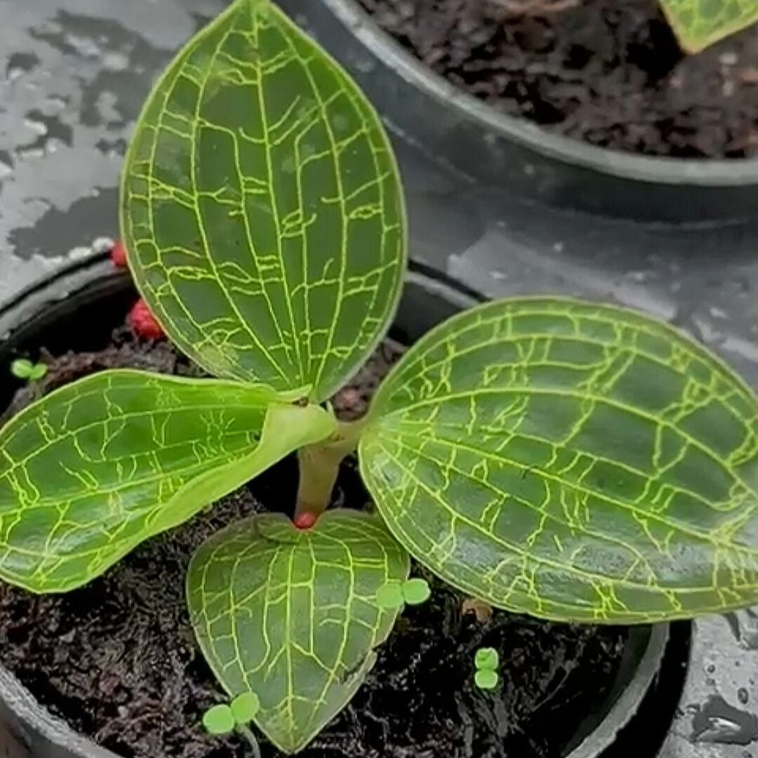 Jewel Orchid (Macodes petola sapphire green)