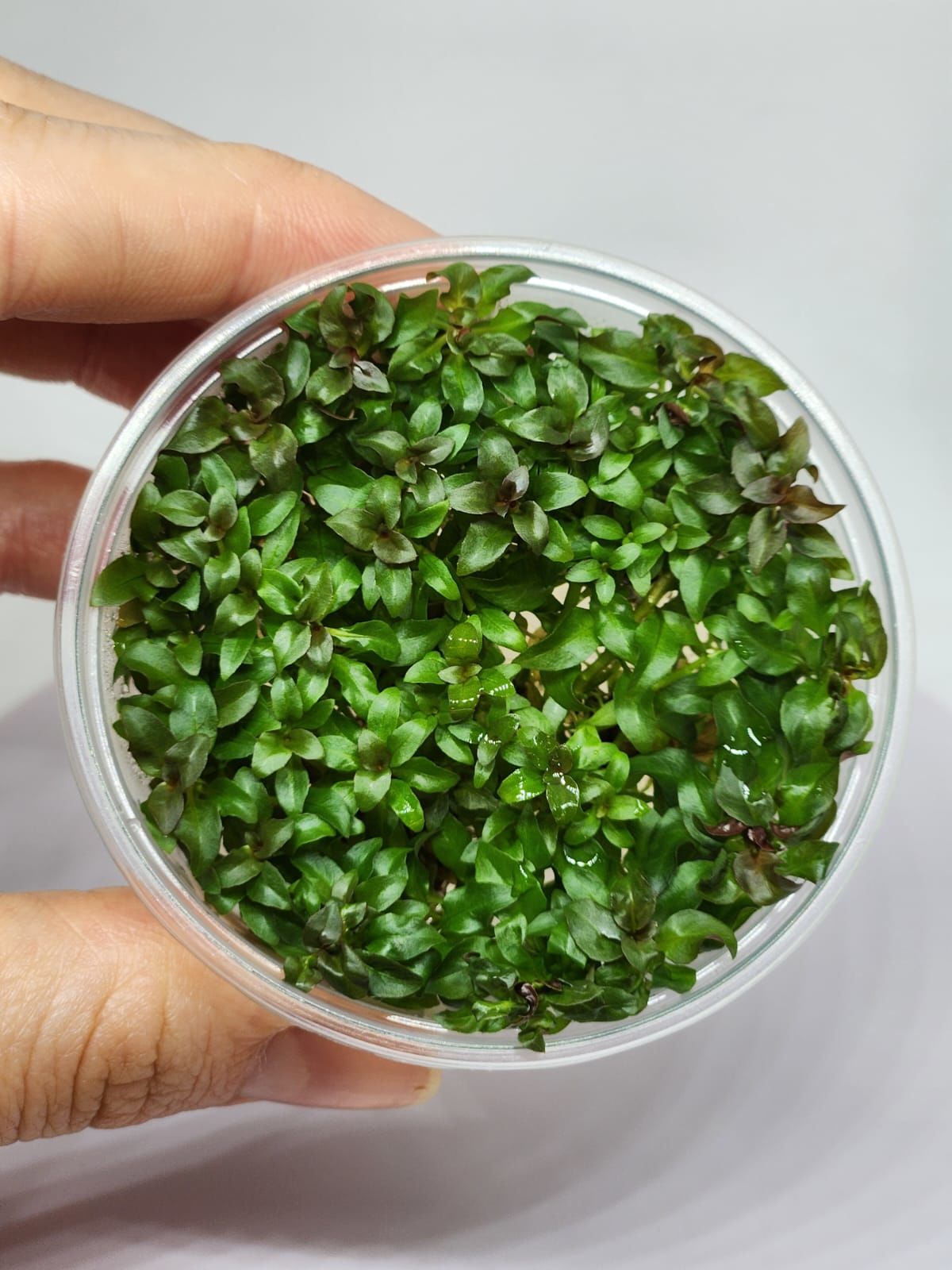 Ludwigia peruensis IN VITRO CUP