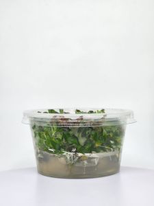 Ludwigia peruensis IN VITRO CUP
