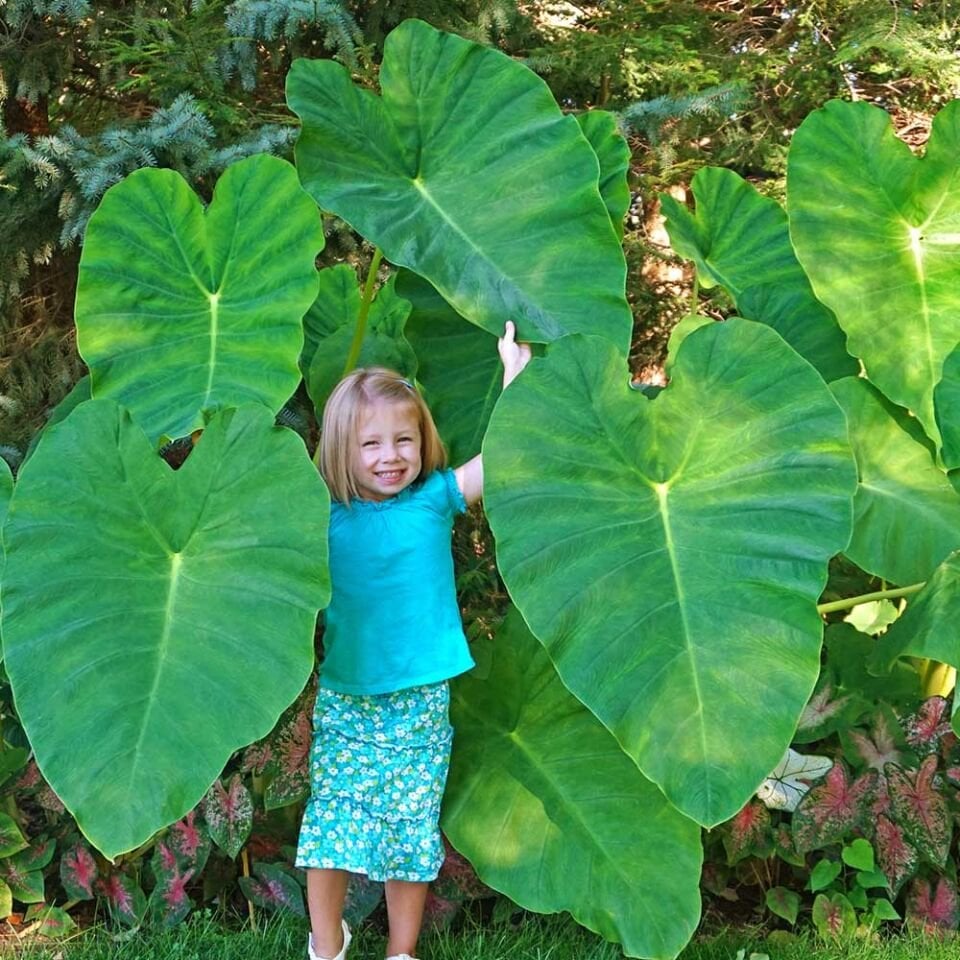 Alocasia esculenta ÖN SİPARİŞ