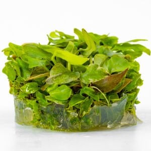 Lagenandra meeboldii red round IN VITRO CUP