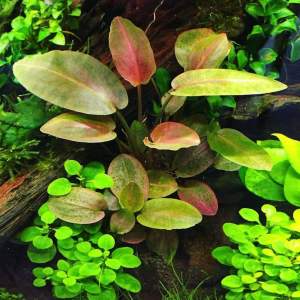 Lagenandra meeboldii red round IN VITRO CUP