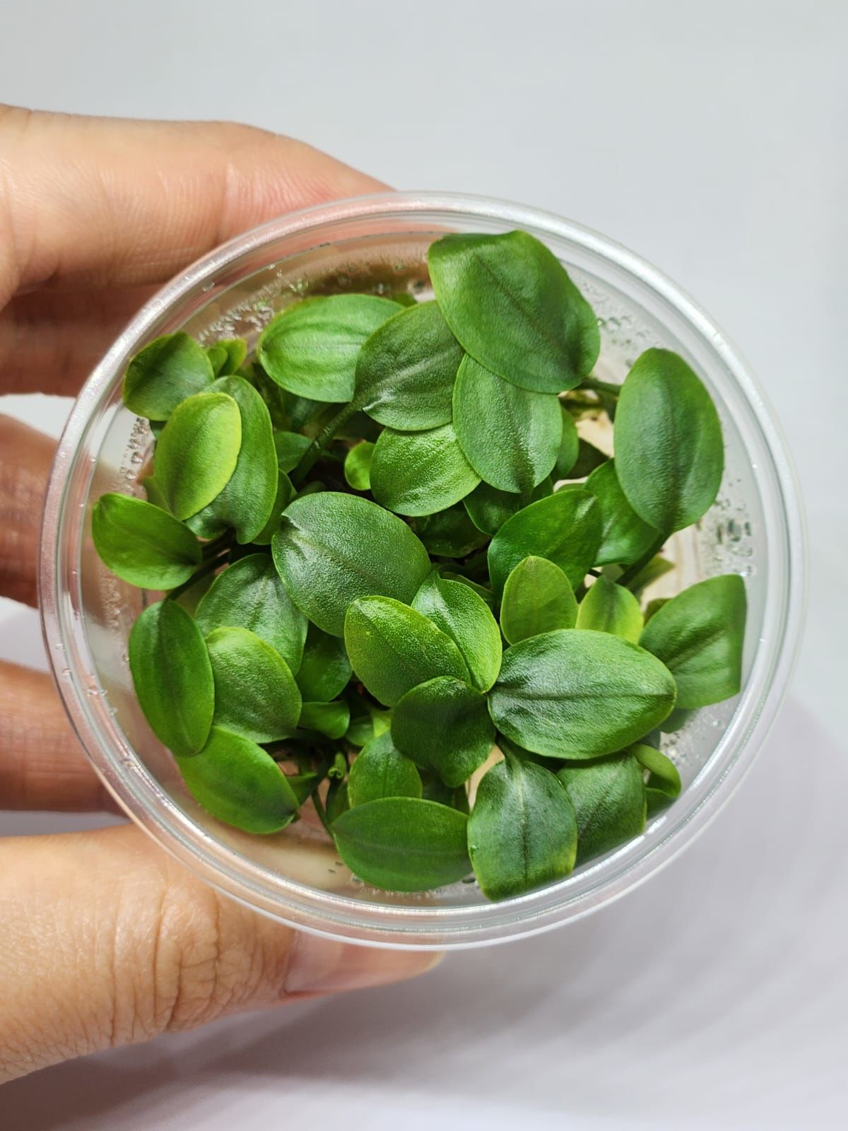 Lagenandra meeboldii red round IN VITRO CUP