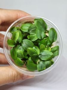 Lagenandra meeboldii red round IN VITRO CUP