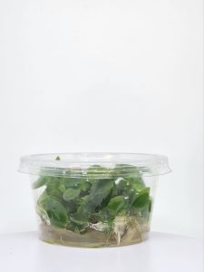 Lagenandra meeboldii red round IN VITRO CUP