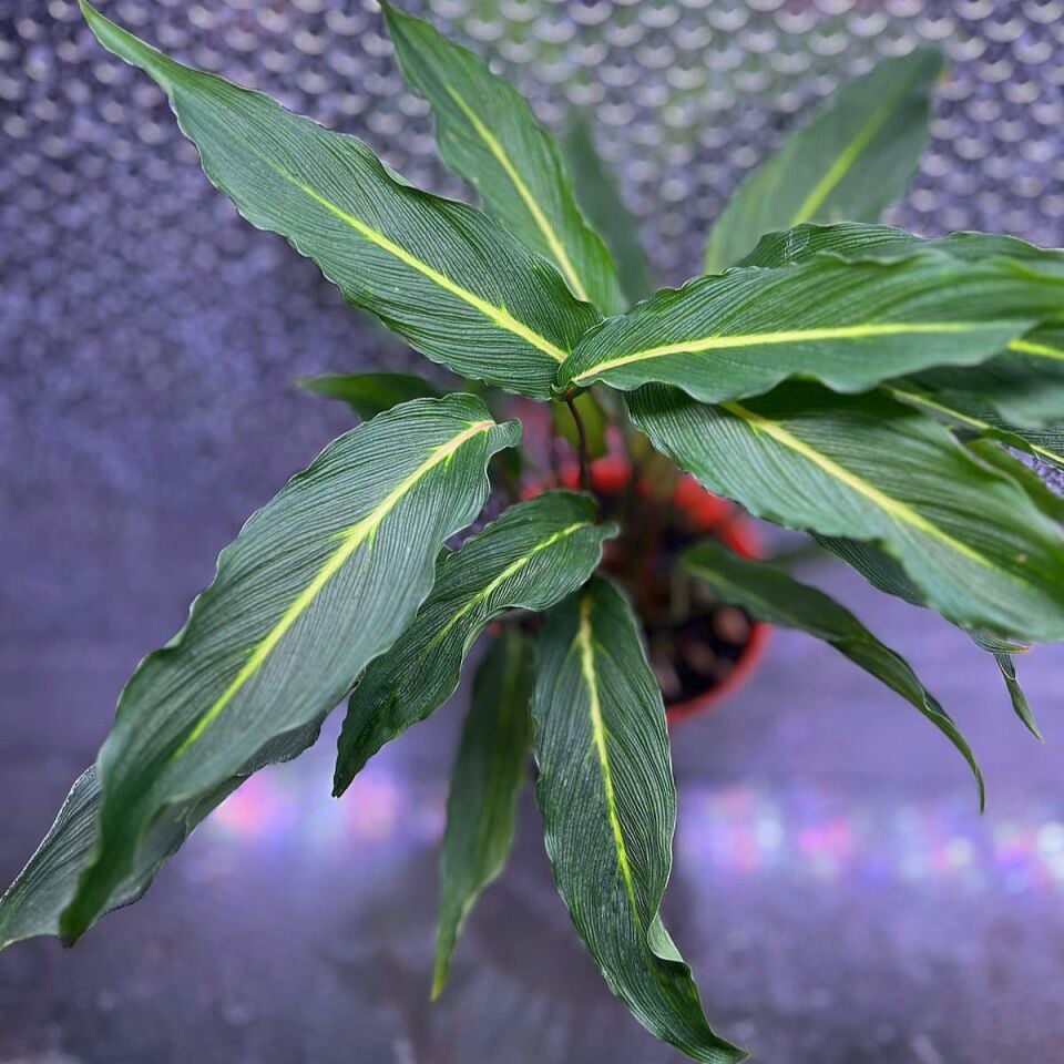 Homalomena papua ADET ÖN SİPARİŞ