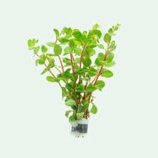 Rotala indica red İTHAL BUKET ÖN SİPARİŞ