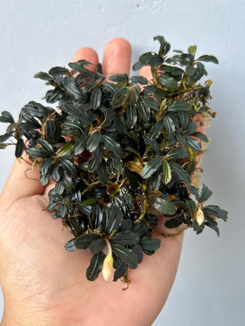 Bucephalandra black carpet 10x10cm PORSİYON