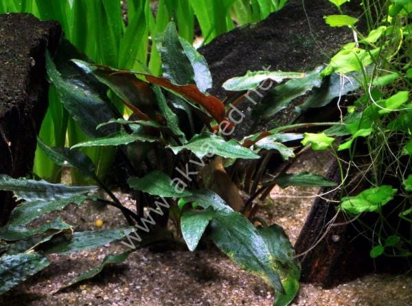 Cryptocoryne petchii ADET