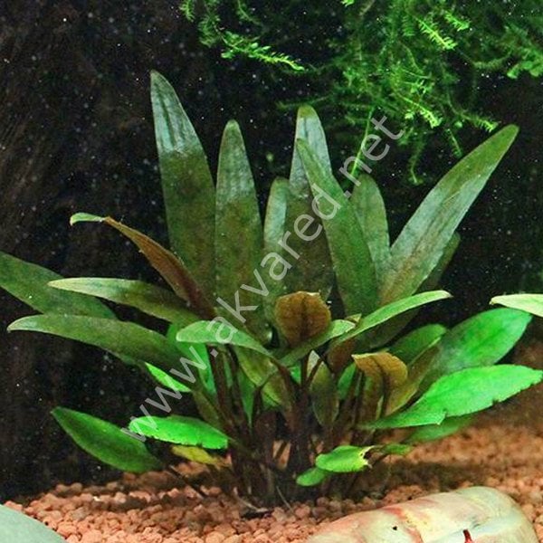 Cryptocoryne petchii ADET