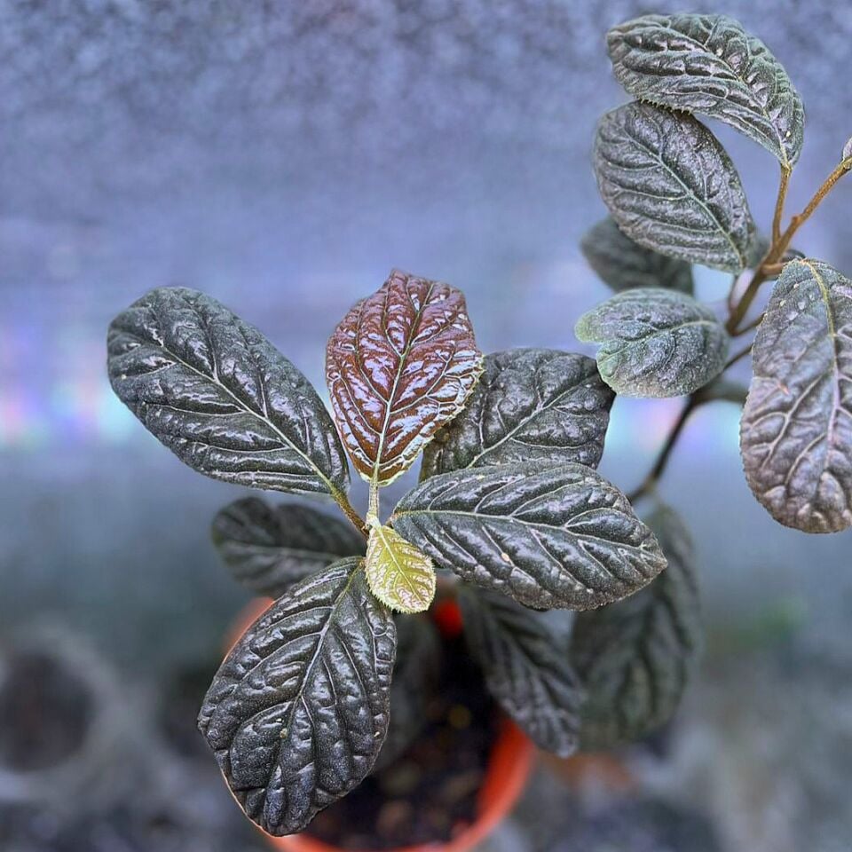 Ardisia bengkulu ÖN SİPARİŞ