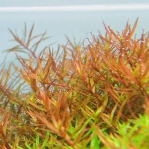 Rotala H'ra İTHAL BUKET ÖN SİPARİŞ