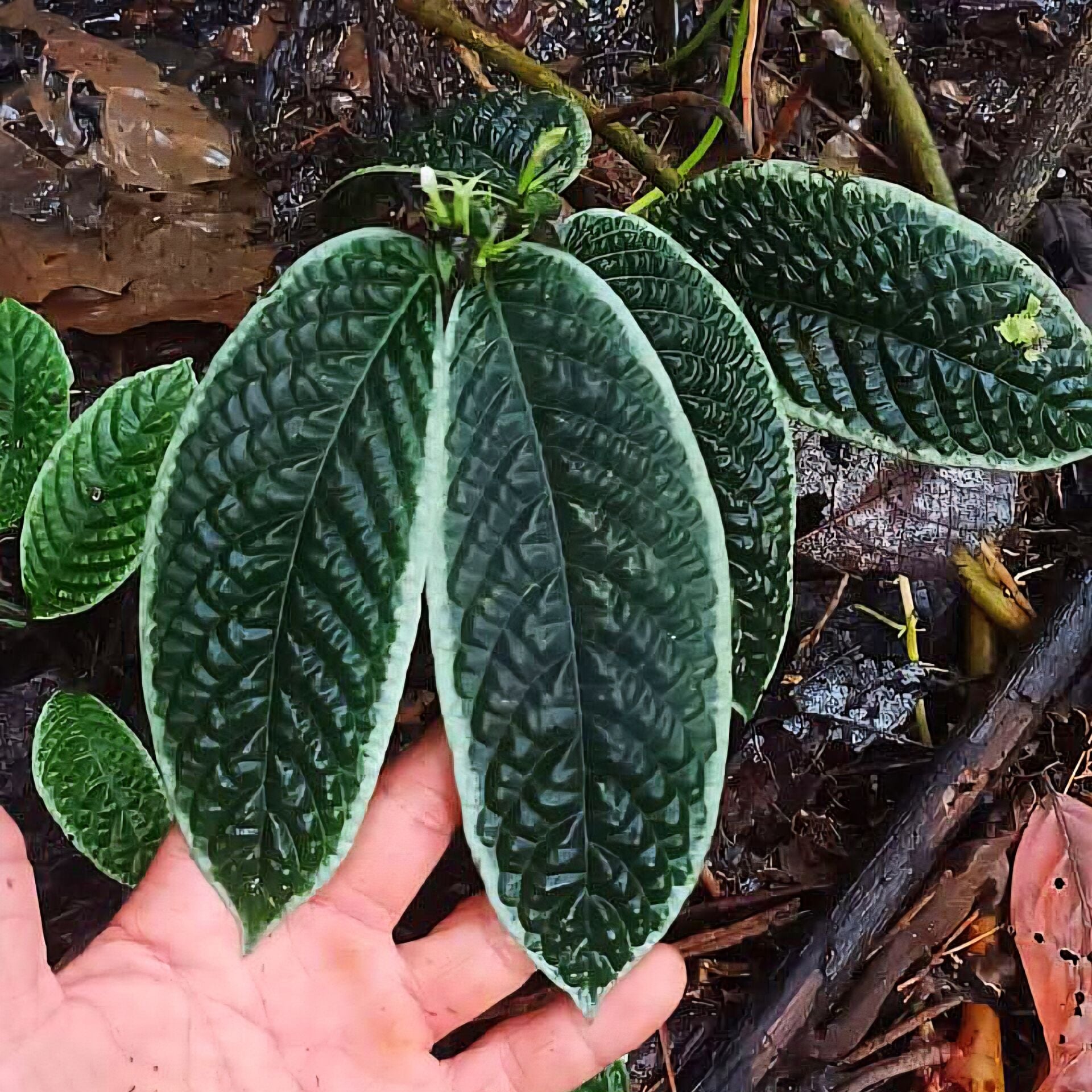 Ardisia entikong ÖN SİPARİŞ