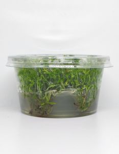 Myriophyllum mattogrossense IN VITRO CUP