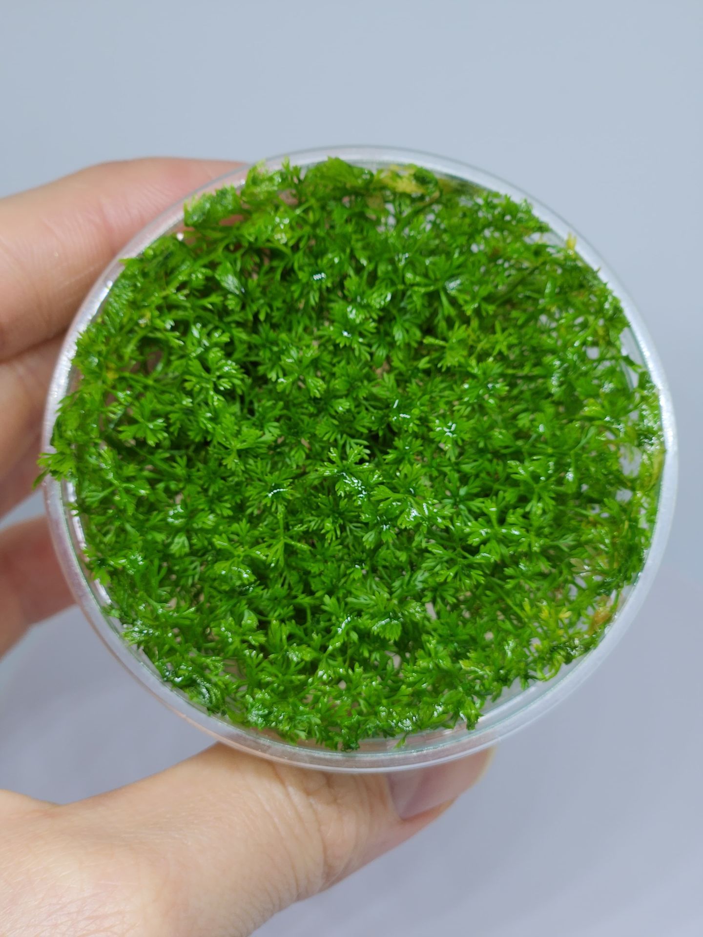 Myriophyllum mattogrossense IN VITRO CUP