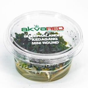 Bucephalandra kedagang mini round IN VITRO