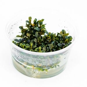 Bucephalandra kedagang mini round IN VITRO
