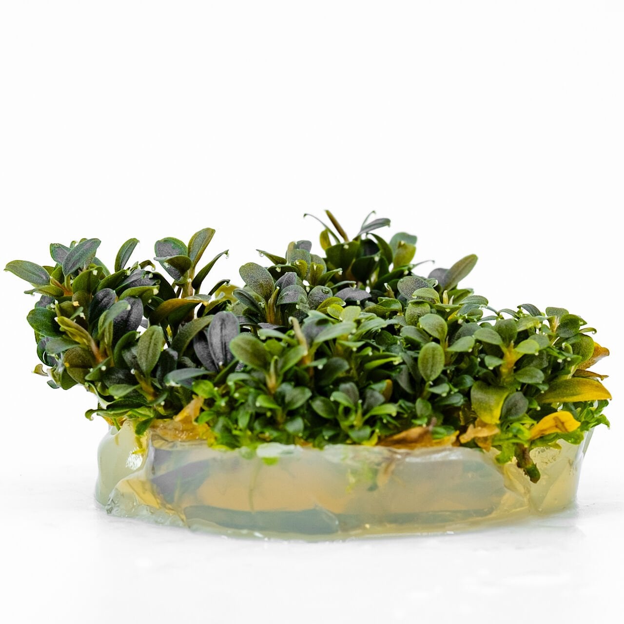 Bucephalandra kedagang mini round IN VITRO