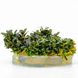 Bucephalandra kedagang mini round IN VITRO CUP