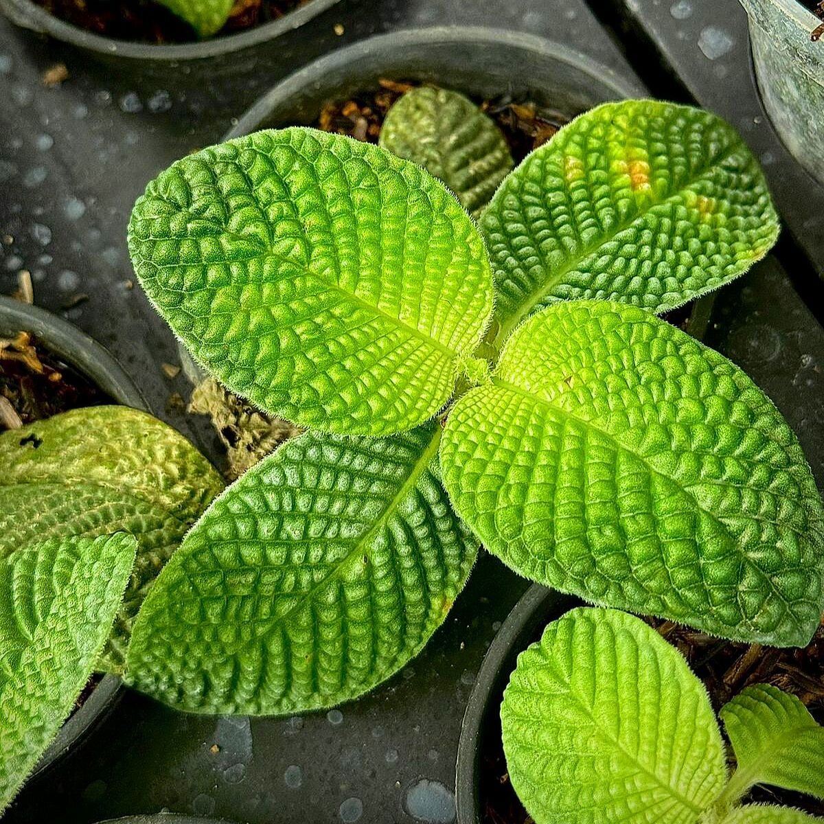 Ardisia green kapuas ADET ÖN SİPARİŞ