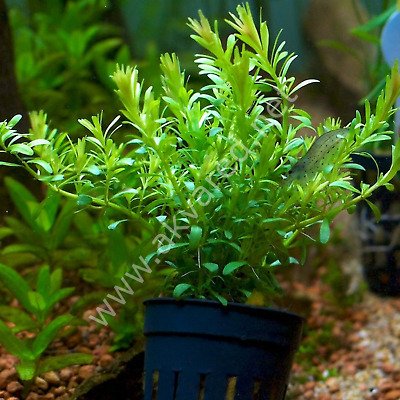Rotala bossi BUKET