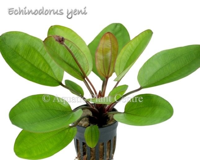 Echinodorus yeni ADET İTHAL