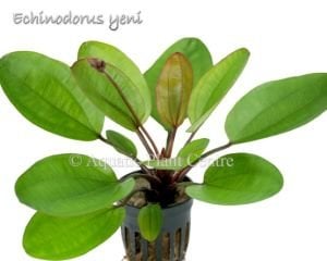 Echinodorus yeni ADET - APC