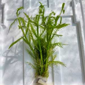 Hygrophila balsamica İTHAL BUKET ÖN SİPARİŞ