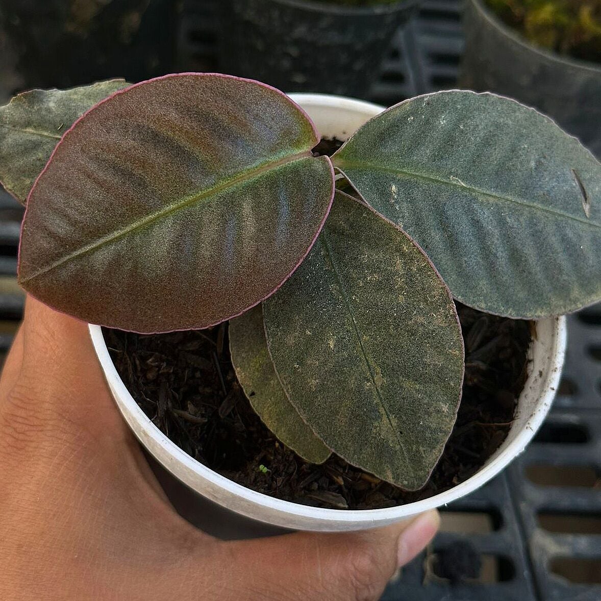 Ardisia pink silver ADET ÖN SİPARİŞ