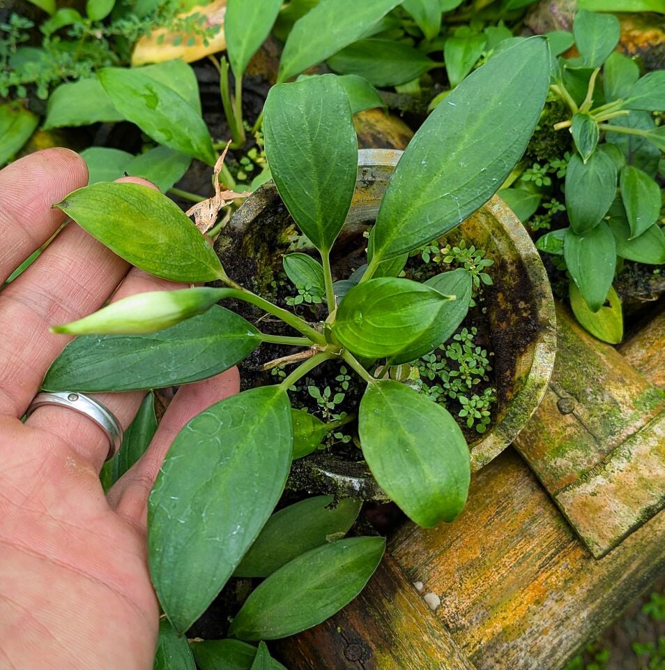 Aridarum orientale ÖN SİPARİŞ