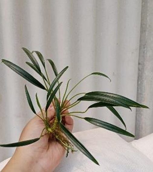 Aridarum minima ÖN SİPARİŞ