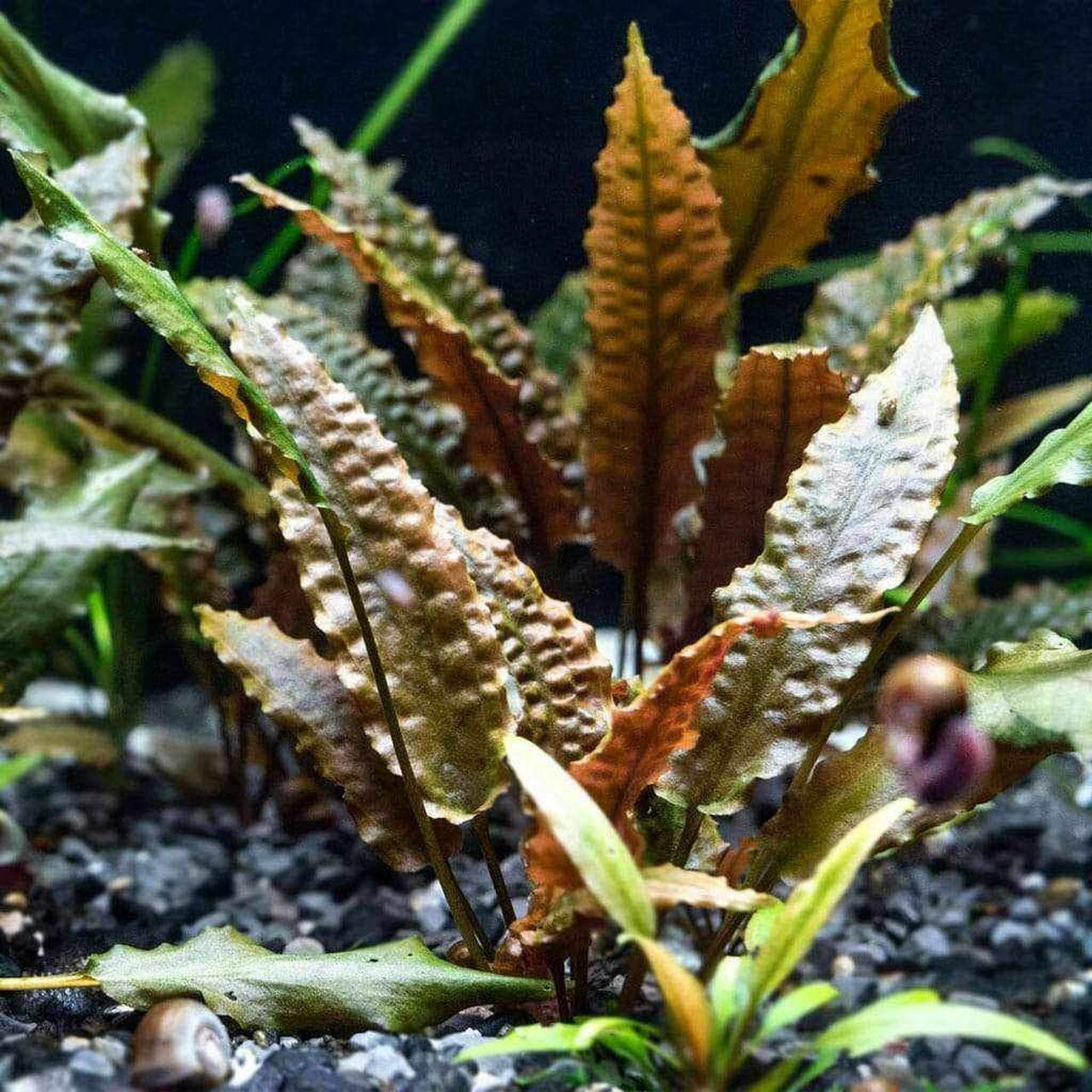 Cryptocoryne tropica SAKSI