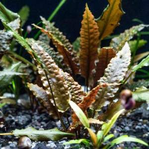 Cryptocoryne tropica SAKSI