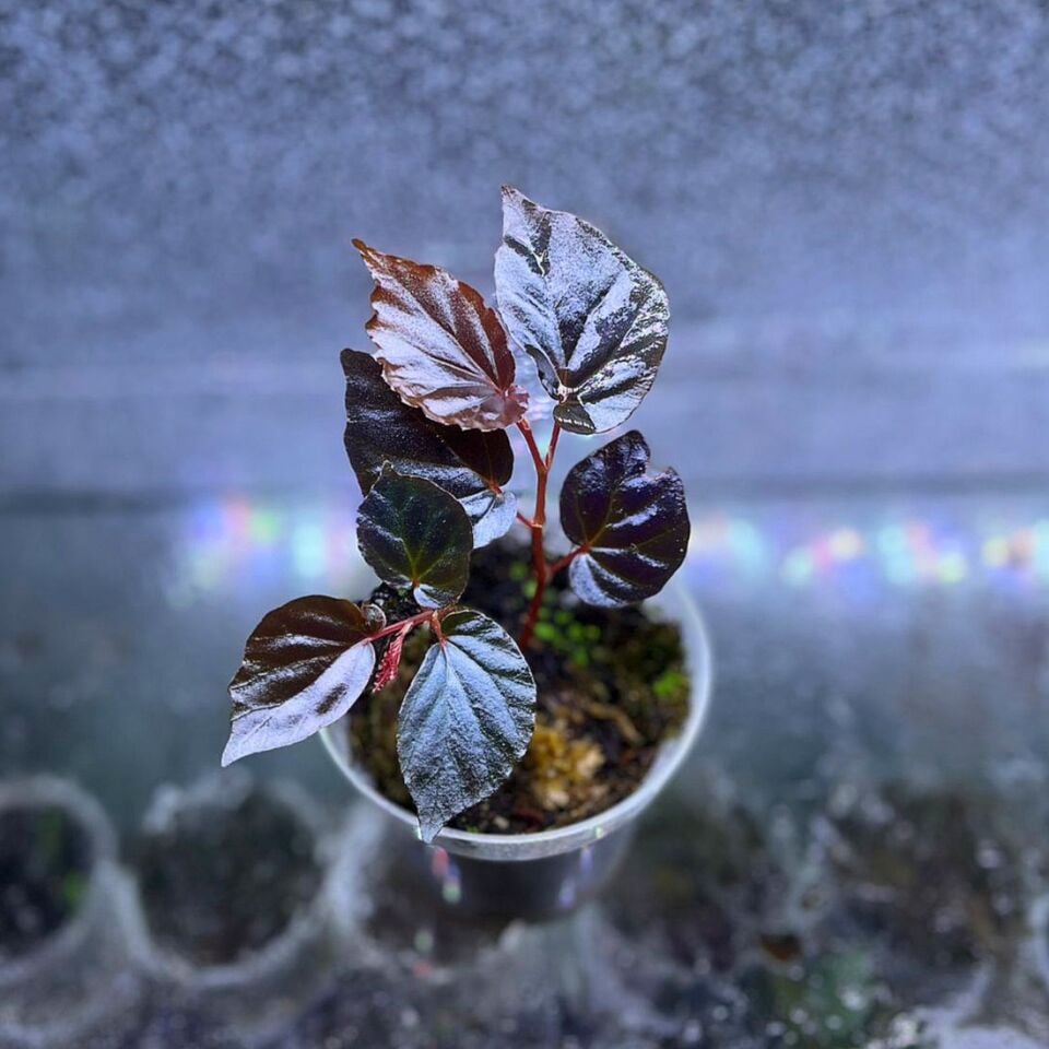 Begonia BLACK ÖN SİPARİŞ