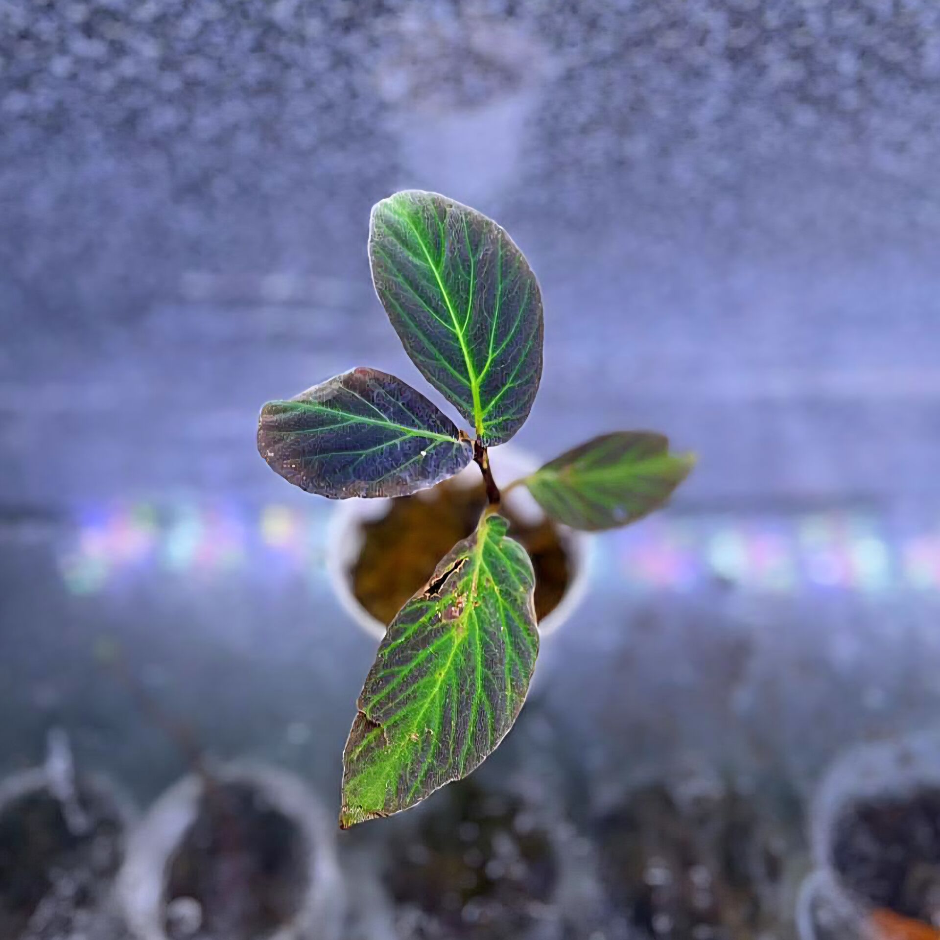 Begonia borneo ÖN SİPARİŞ