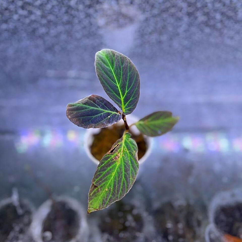 Begonia borneo ÖN SİPARİŞ