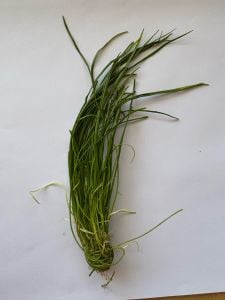 Isoetes vetata varsicula İTHAL BUKET