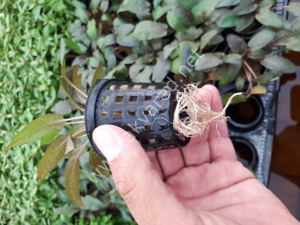 Cryptocoryne tropica İTHAL BUKET