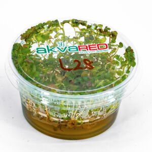 Ludwigia guniea IN VITRO CUP