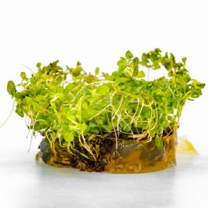 Ludwigia guniea IN VITRO CUP