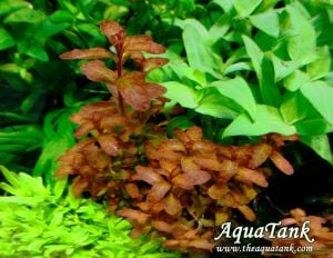 Ludwigia guinea IN VITRO CUP
