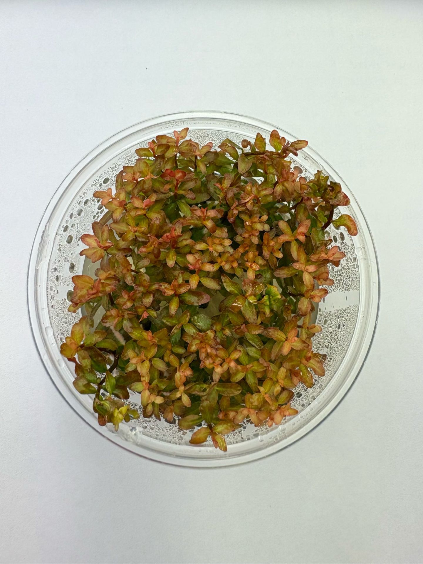 Ludwigia guinea IN VITRO CUP