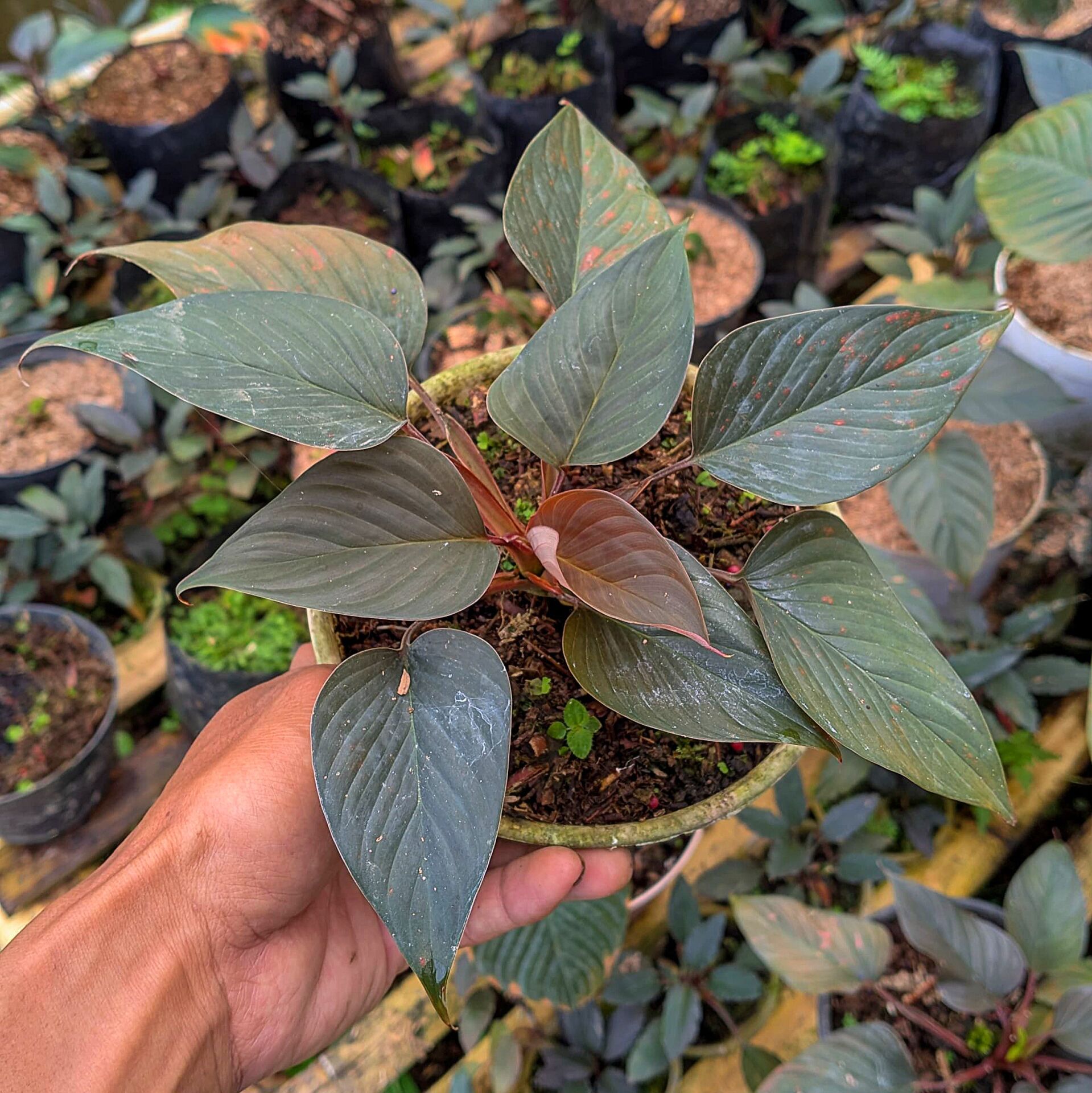 Homalomena sp. \