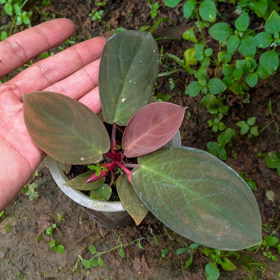 Homalomena bahorok ÖN SİPARİŞ