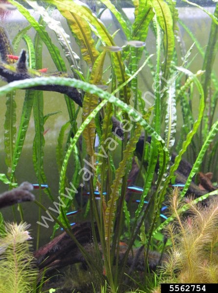 Cryptocoryne crispatula SAKSI