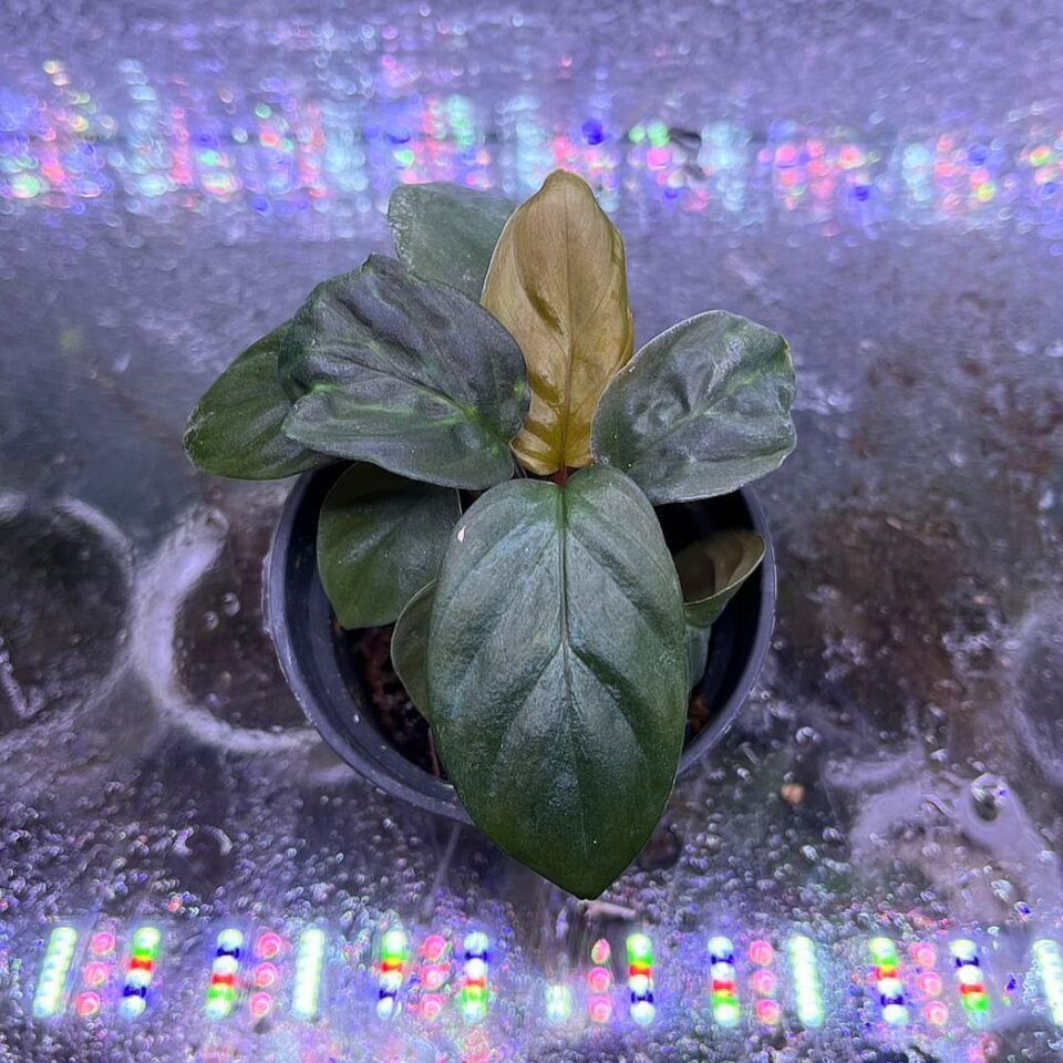 Homalomena cariang ADET ÖN SİPARİŞ