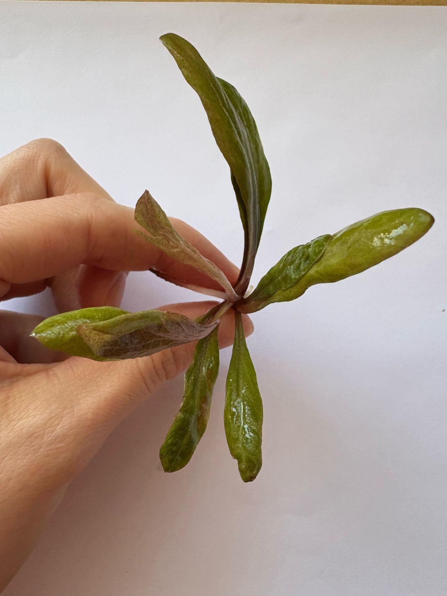 Samolus parviflorus red ADET