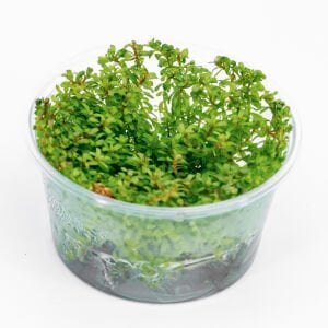 Rotala wayanad IN VITRO CUP