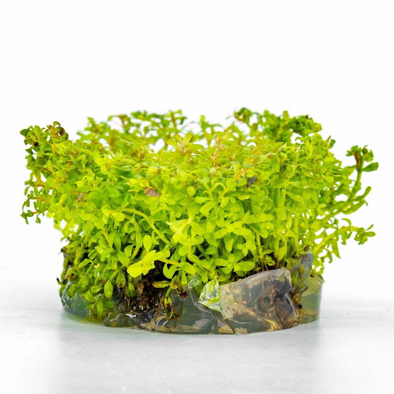 Rotala wayanad IN VITRO CUP